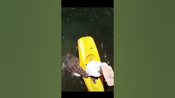 Saltwater crocodile hunting 🫣 #foryou #animals #nature #viral #wildlife #ytshorts #crocodile #fyp