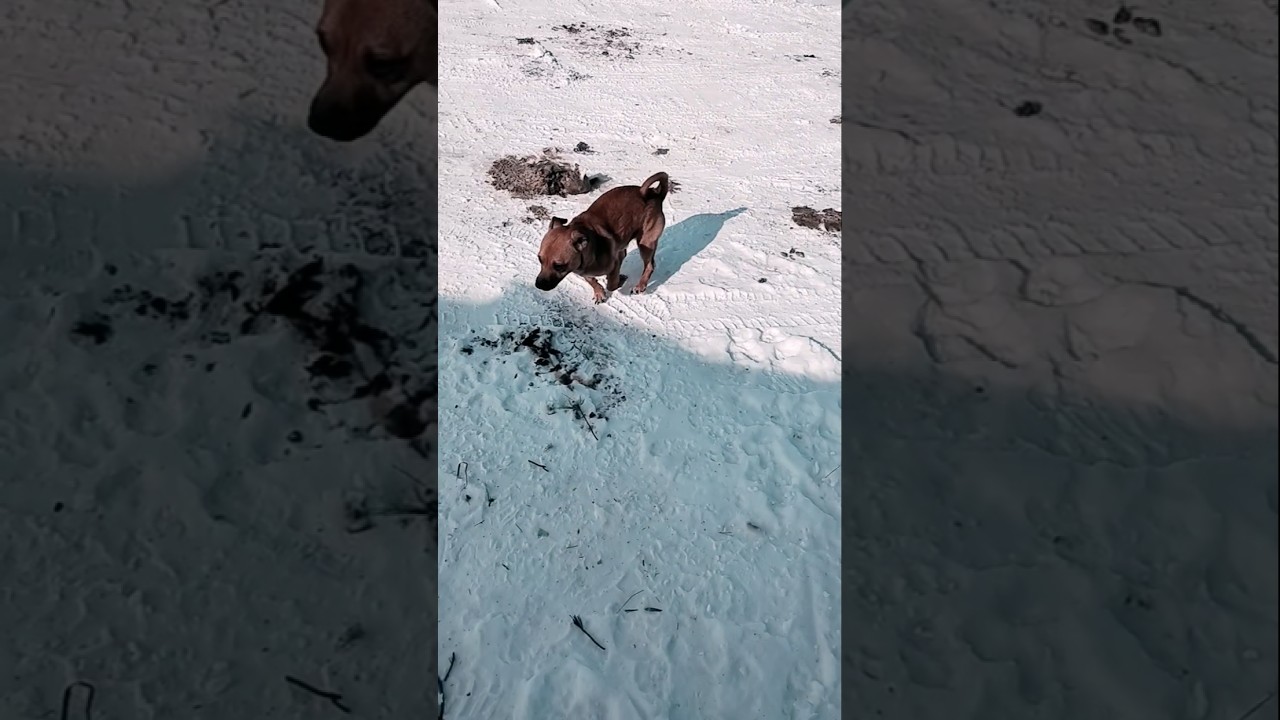 Педро бегает вокруг 