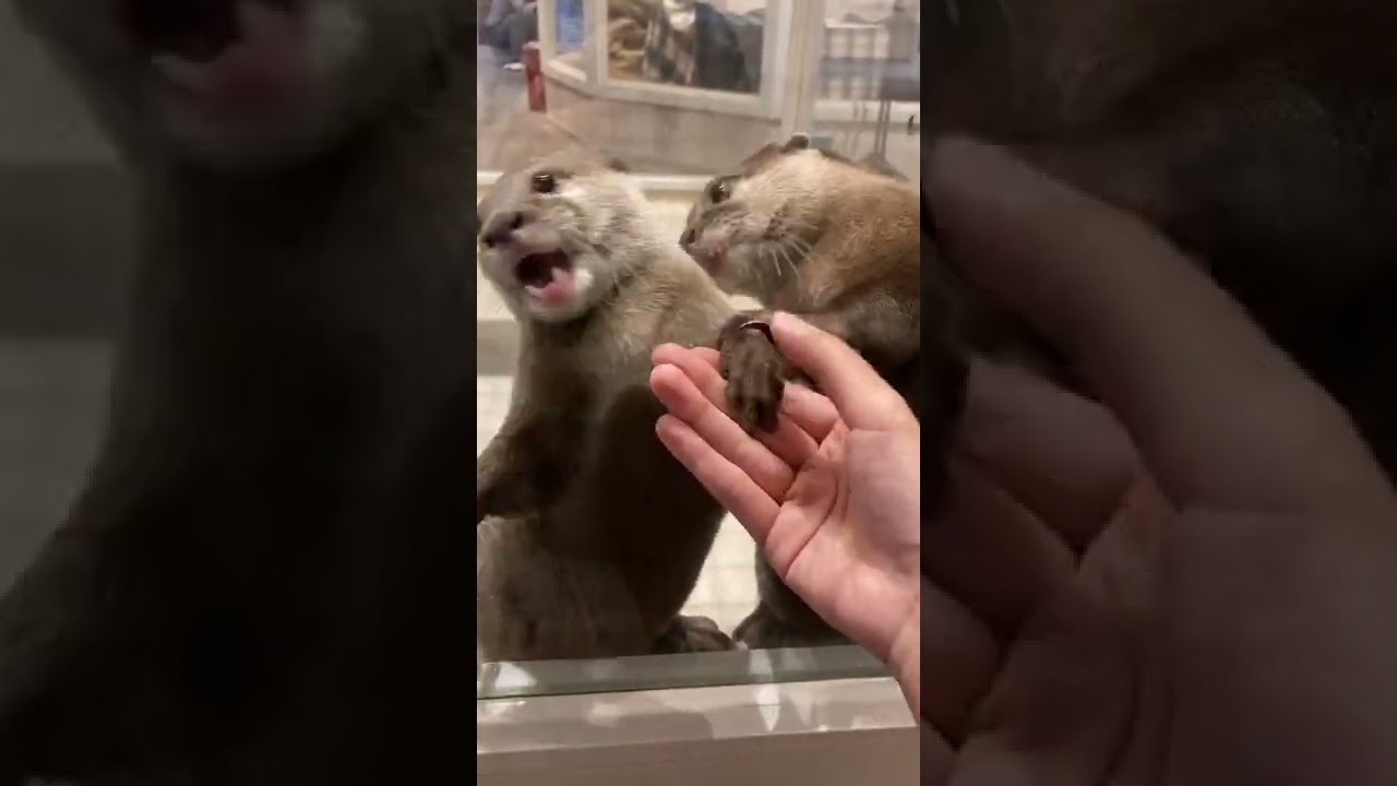 River otter's lovely moment 