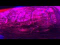 3d immersive forest video, Bigfoot Sighting Location examination continues