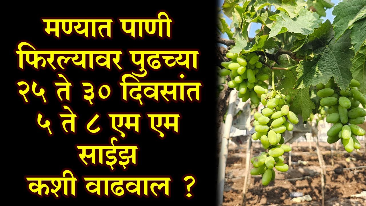 मण्यात पाणी फिरल्यावर पुढच्या २५ ते ३० दिवसांत ५ ते ८ एम एम साईझ कशी वाढवाल ?।#Doctor_Kisan#द्राक्ष।