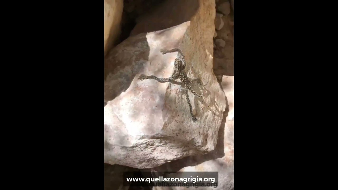 True or artifact? || Aw Pets