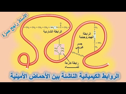 فيديو: خلال تشكل روابط التفاعل بين الركائز؟