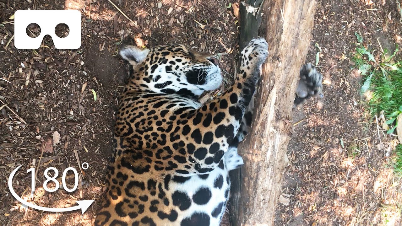 ⁣Up Close With Big Cats | VR 180 | BBC Earth