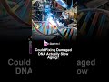 Could Fixing Damaged DNA Actually Slow Aging?