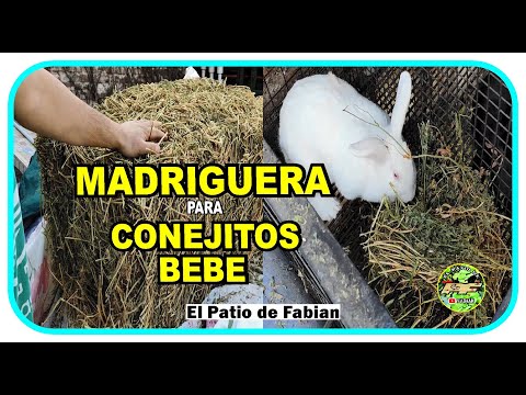 NIDO para CONEJOS CASERO CUIDADOS y CONSEJOS para que no MUERAN 😲