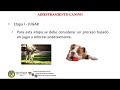 Demostracin adiestramiento canino y obediencia bsica