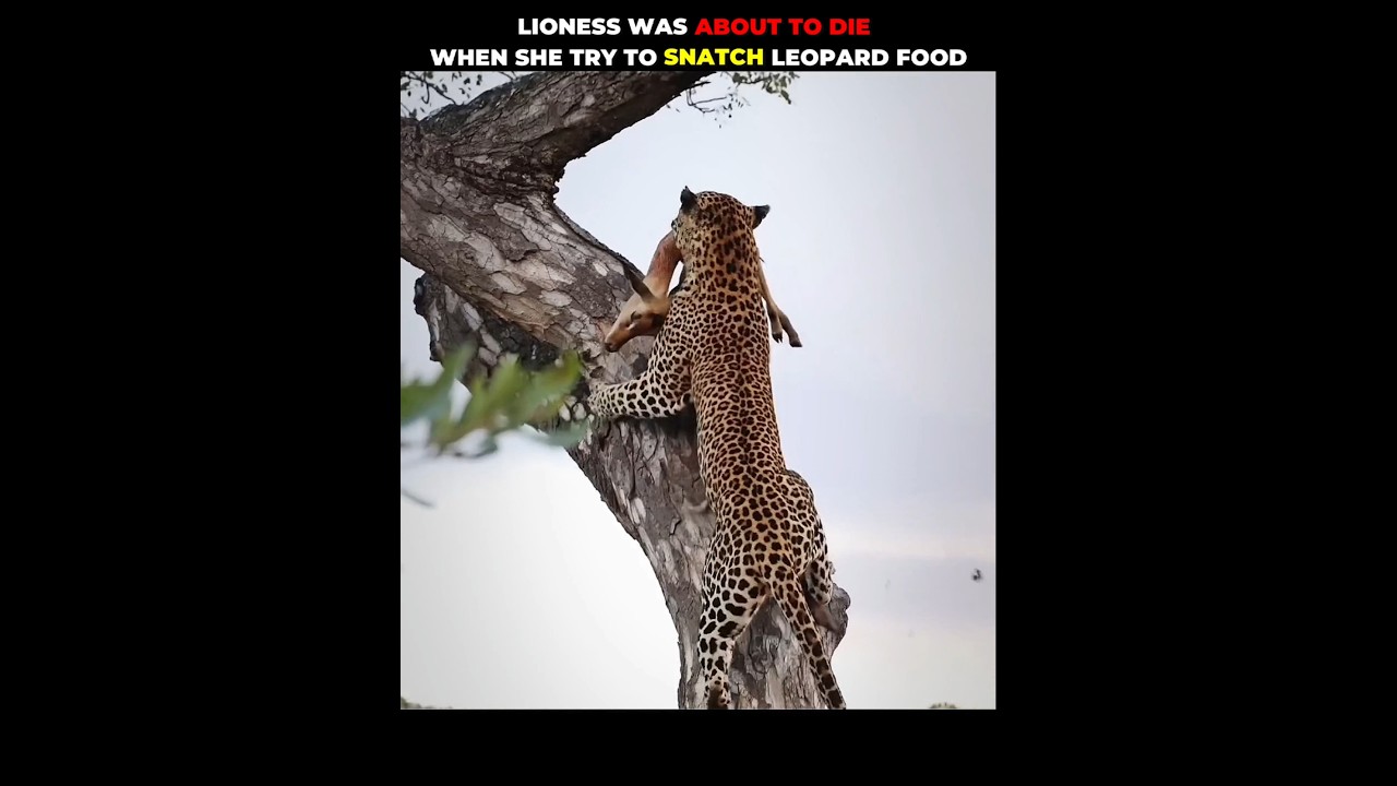 Lion v/s Leopard #shorts #animalshorts #viralshorts #animalplanet #lion #leopard