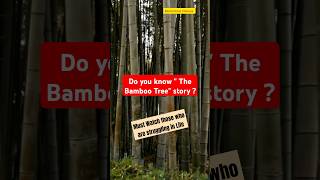 Detalles The Bamboo Tree Motivational Story 🌱 | Never Give Up ! #shorts #motivation #success #patience #yt Noticias