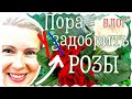 ВЛОГ | УДОБРИТЬ РОЗЫ. ЗАДОБРИТЬ МУЖА. НЕ ПЕРЕПУТАТЬ! | МЕДАЛЬОНЫ ИЗ СВИНИНЫ С РАТАТУЕМ