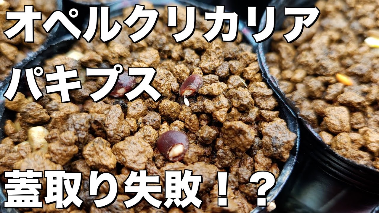 オペルクリカリアパキプス蓋取りに挑戦したら中身が出てきた！ - YouTube