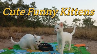 Kittens Playing | Cute Funny Kittens