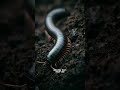 Millipede Facts You Didn’t Know | Amazing Nature Facts About Millipedes