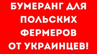 Поляки ВОЗМУЩЕНЫ! Украинцы не хотят собирать клубнику!