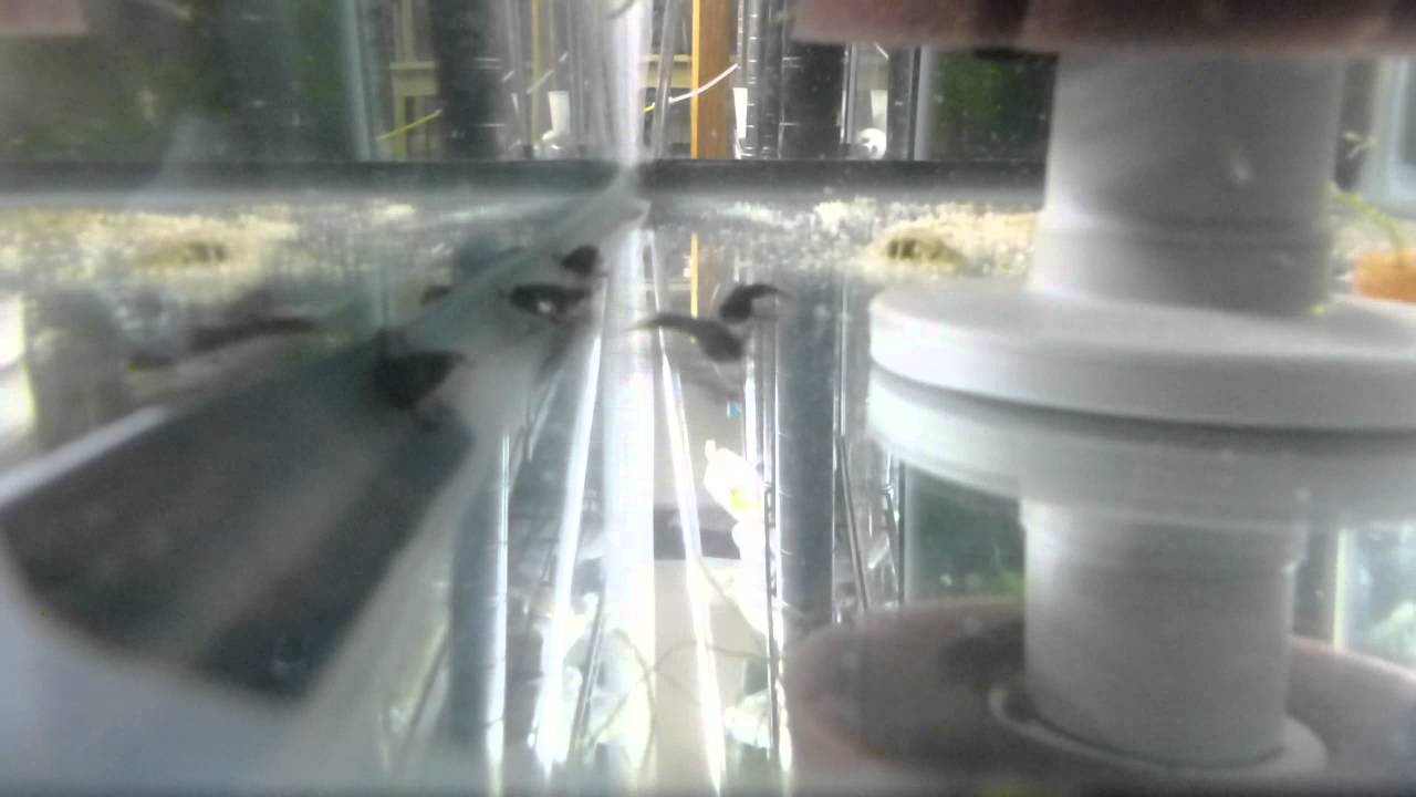 h.zollingeri eating grindals