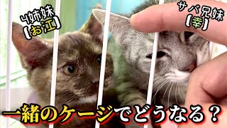 ひとりぼっちの子猫同士を引き合わせてみました。【保護猫】