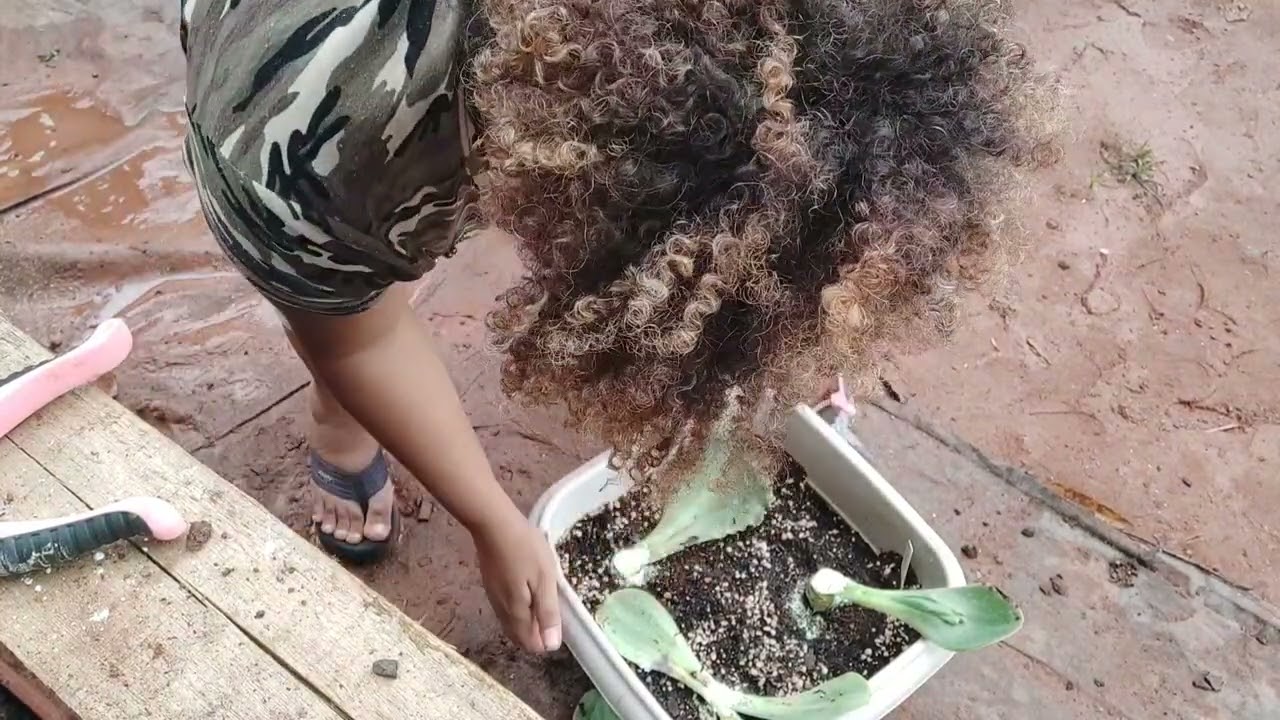 Corta corta de futuras matrizes e mudas identificadas, vamos reproduzir?