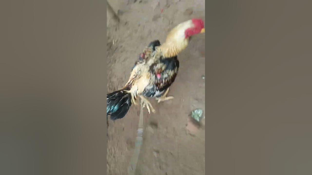 speed java - YouTube