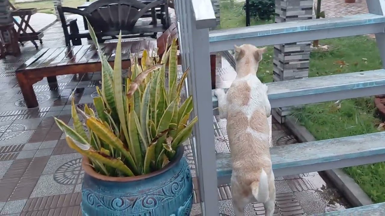 Ein kräftiger Regen,mitten in der Trockenzeit.