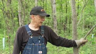 Improve your woodlands with DNR’s cost-share program: Remove buckthorn