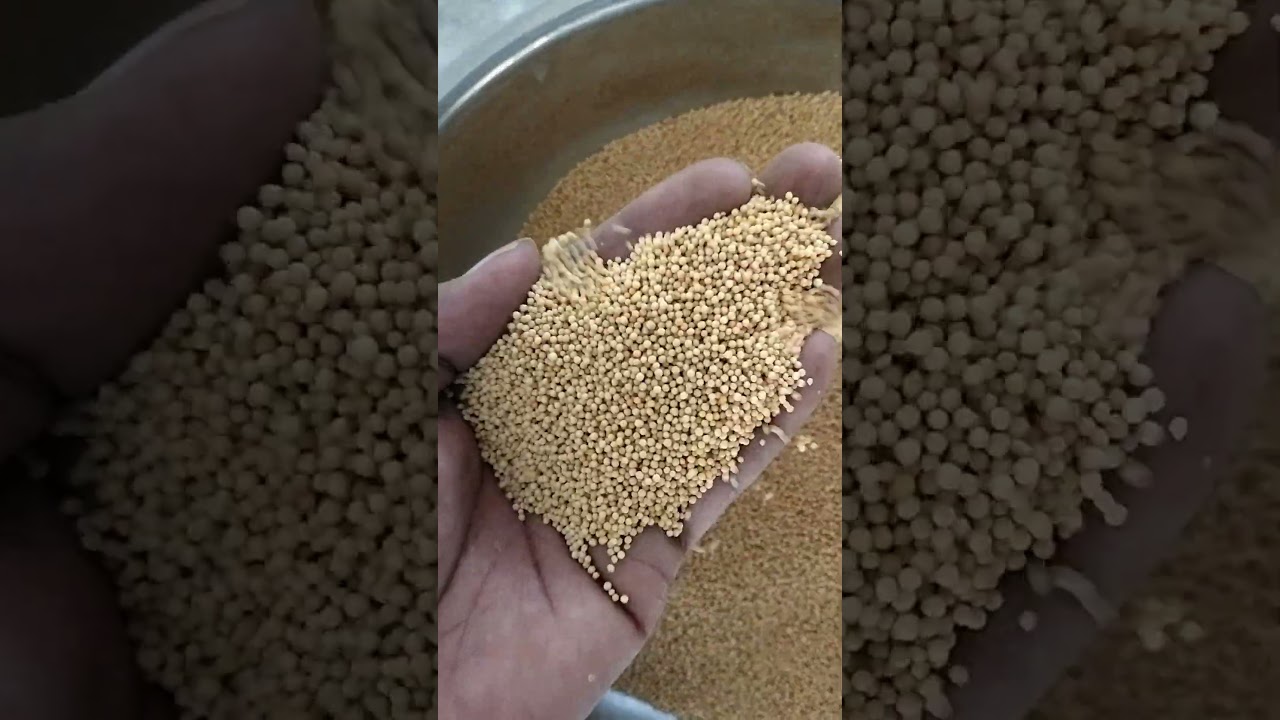 sortex clean pili sarson