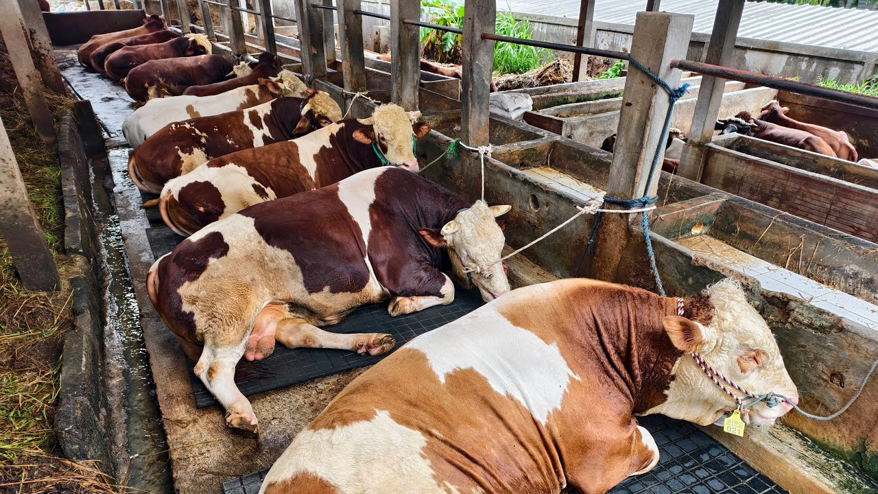 Sapi Farm Live! Berkah Mandiri Farm Jakarta, Sapi Jumbo - YouTube