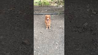 Cute Dog + Powerful Dialogue 🐾🔥@Marshalandsrushti #shorts #marshall #funny #shortsfeed #pets