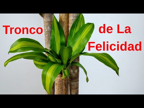 Video: Cómo Hacer Un árbol De La Felicidad