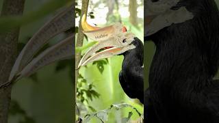 The Bizarrest Of All The Birds