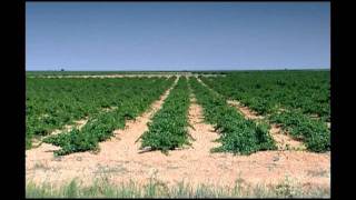 Vinos Blancos de Rueda - El Carácter