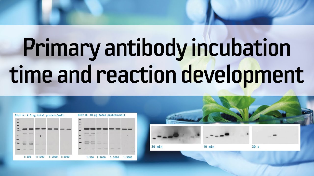 Primary antibody incubation time and reaction development