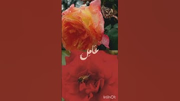 القران الكريم #اكسبلور #يافاطمه #لايك #متابعه #ترند
