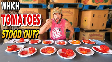 Taste Testing 12 Tomato Varieties from Our Farm 🍅