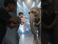 #electronicmusic #elephant #fun.