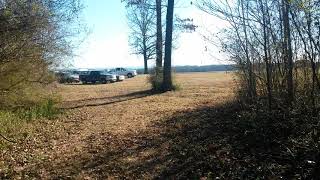 15dog pack at rabbitdogs.net hunt