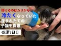冷たくなっていた子猫の保護、7日目
