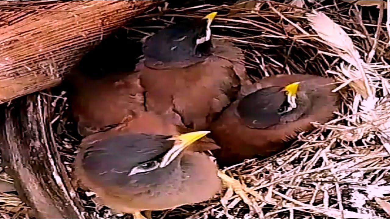 Baby myna baby waiting for mother to go out for food#animals - YouTube
