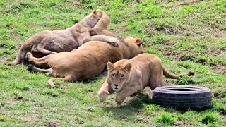 Активное утро у молодых львов🦁 ПАРК ЗЕМЛЯ ПРАЙДА 🌿