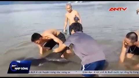 Hàng trăm người cứu hộ cá heo dạt vào biển Bình Định