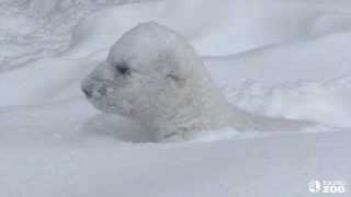 Toronto Zoo Polar Bear Cub Enjoys The Snow In His New Outdoor Habitat
