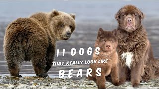 Dogs or Bear | The 11 Dogs That Really Look Like Bears