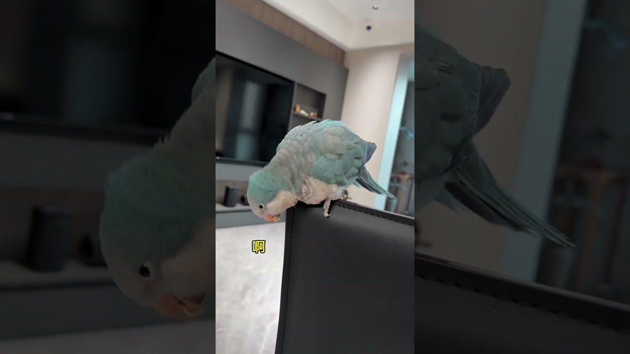 Latest Title & Thumbnail