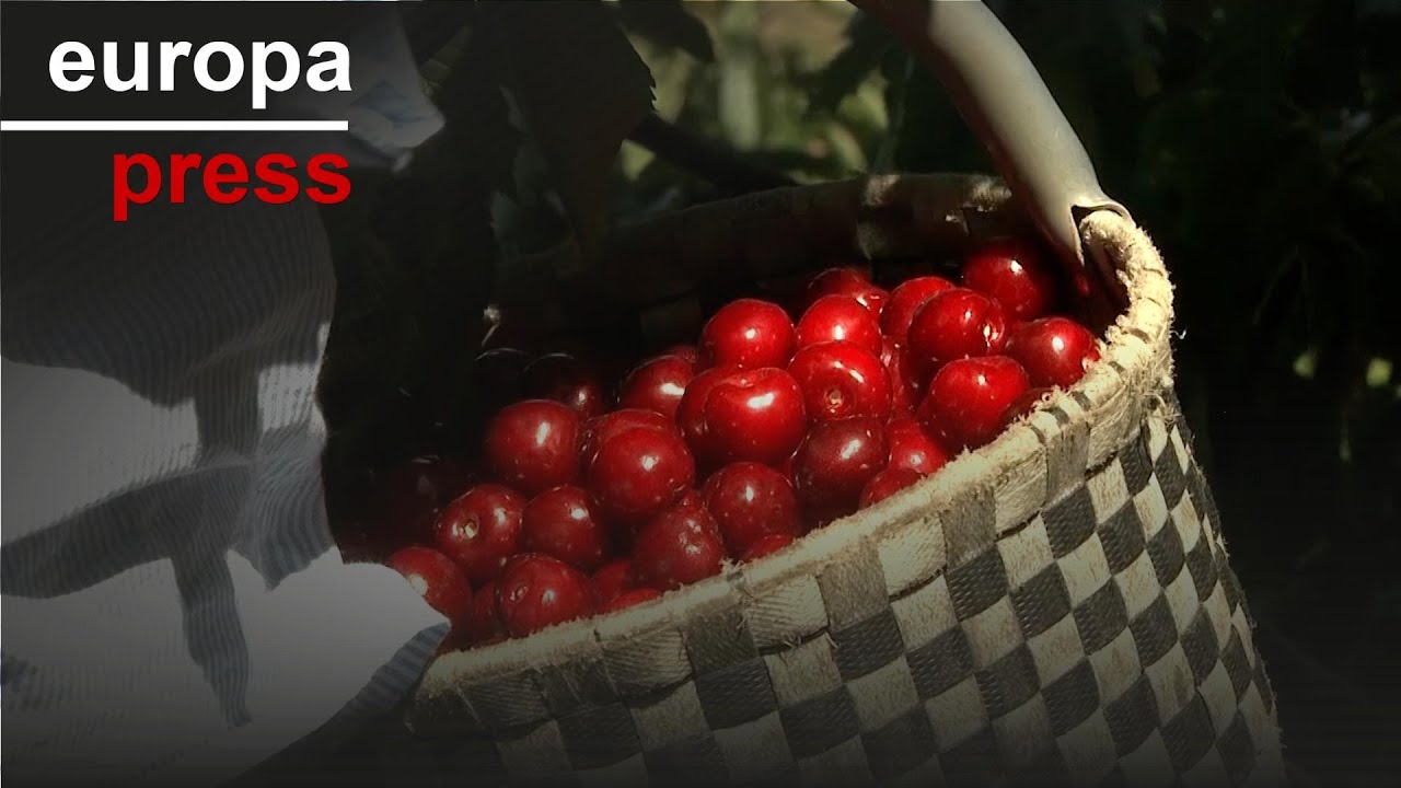 La Agrupación de Cooperativas Valle del Jerte, Pyme del Año 2023 de Cáceres