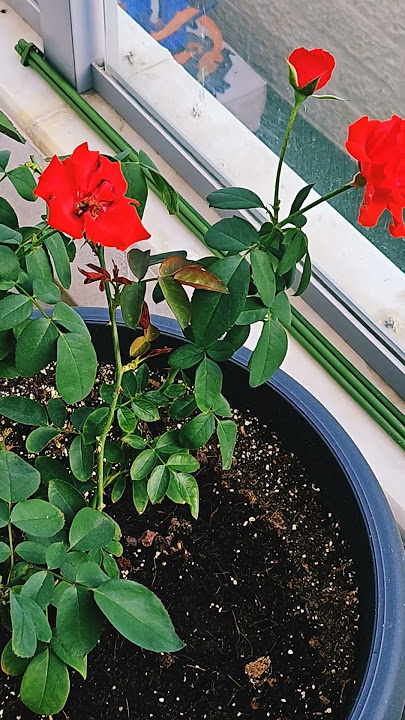 colibri flowers
