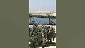 توليب الفيروز 