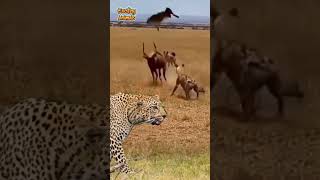 Gazelle Berhasil Ulti Hyena Dan Leopard Tetap Santai Melangkah.