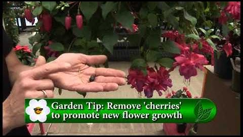 Deadheading Fuchsias