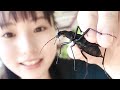 【虫Vlog】撮影中も虫探ししちゃう　in山口県