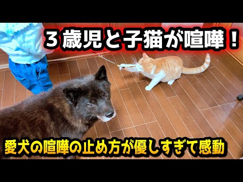 【感動】喧嘩の止め方が優しすぎる甲斐犬一休【子供vs子猫】