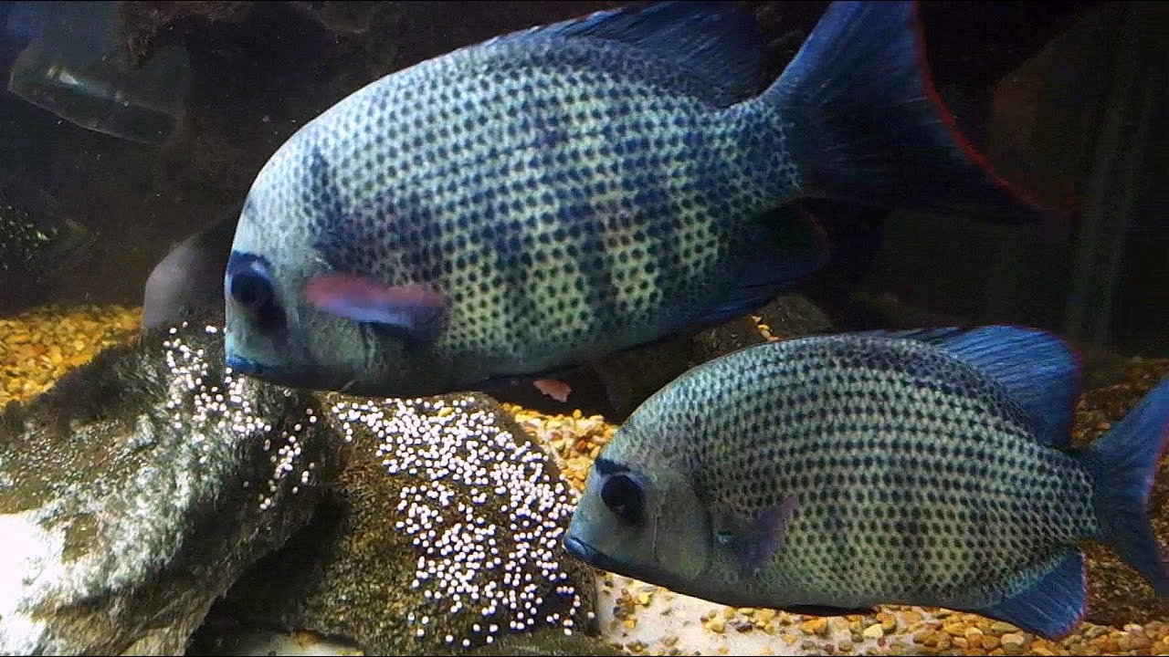 Paretroplus menarambo / Pinstripe Damba spawning completed YouTube